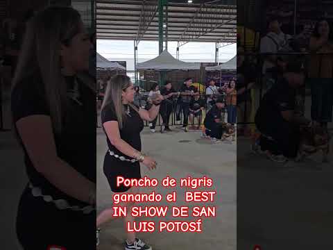poncho de nigris ganando 3l Best in show de unión bullyshow 4 de san luis potosí