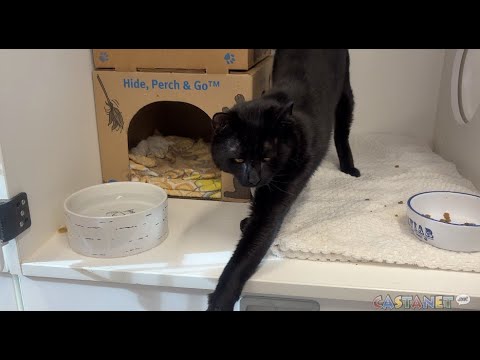 Pet of the week - YouTube