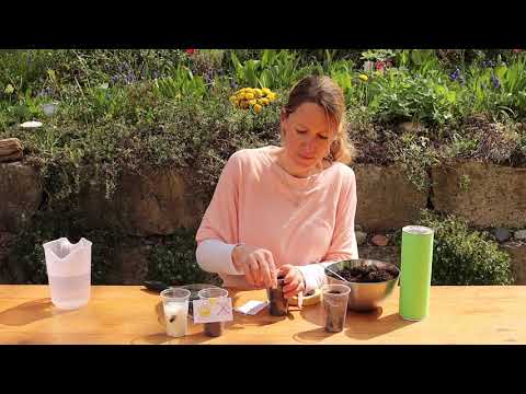 Join in! The Bean Project - What do plants need to grow?