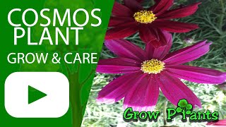 Cosmos plant – grow & care (Beautiful Cosmus flowers)