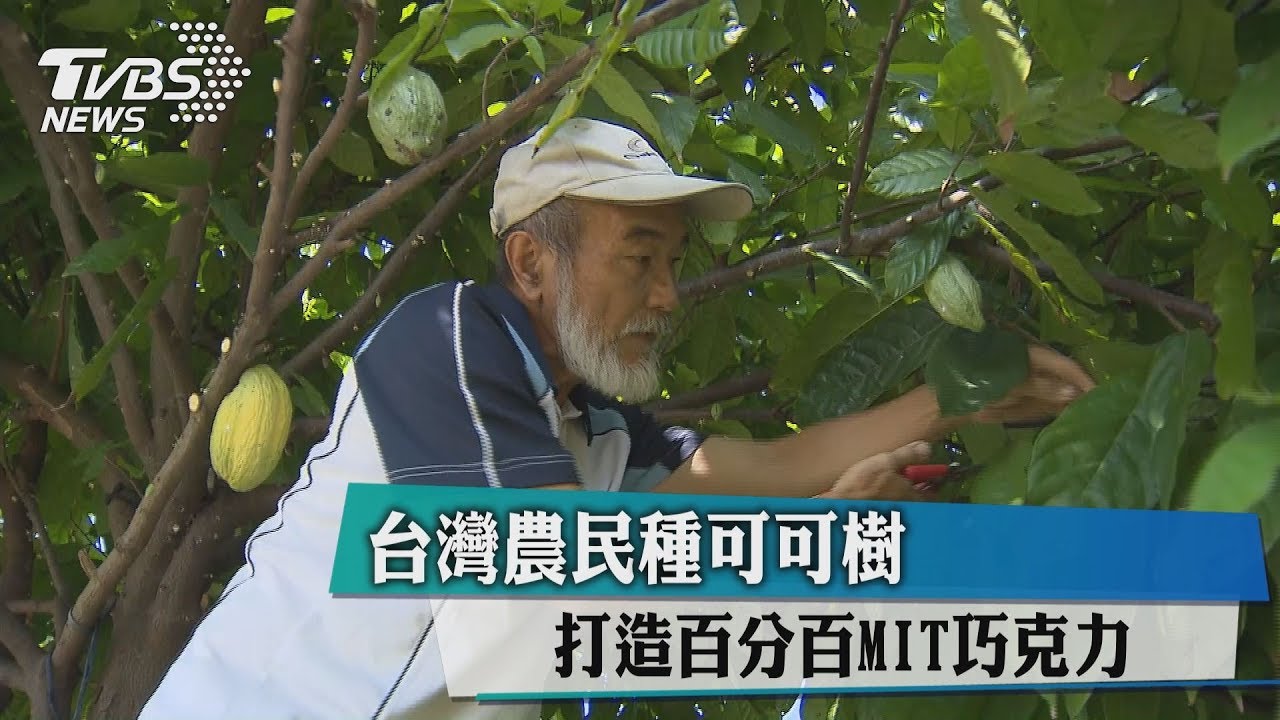 打造百分百MIT巧克力 台灣農民自種可可樹
