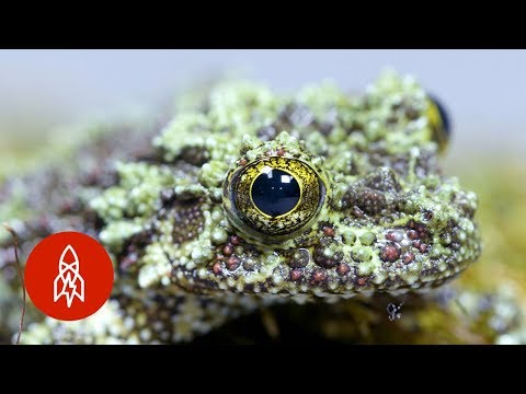 サバイバルのために小さなコケカエルがしがみつく (The Tiny Mossy Frog Clings for Survival)