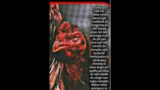 Download lagu story WA ayam tarung sedihhh😭 mp3