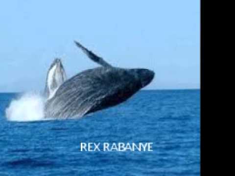 REX RABANYE - Falling leaves