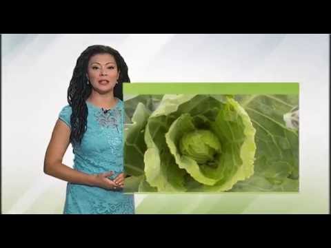 Zelena prognoza 25.8.2016 - O kupusnom moljcu