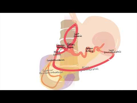 Celiac Trunk Branches