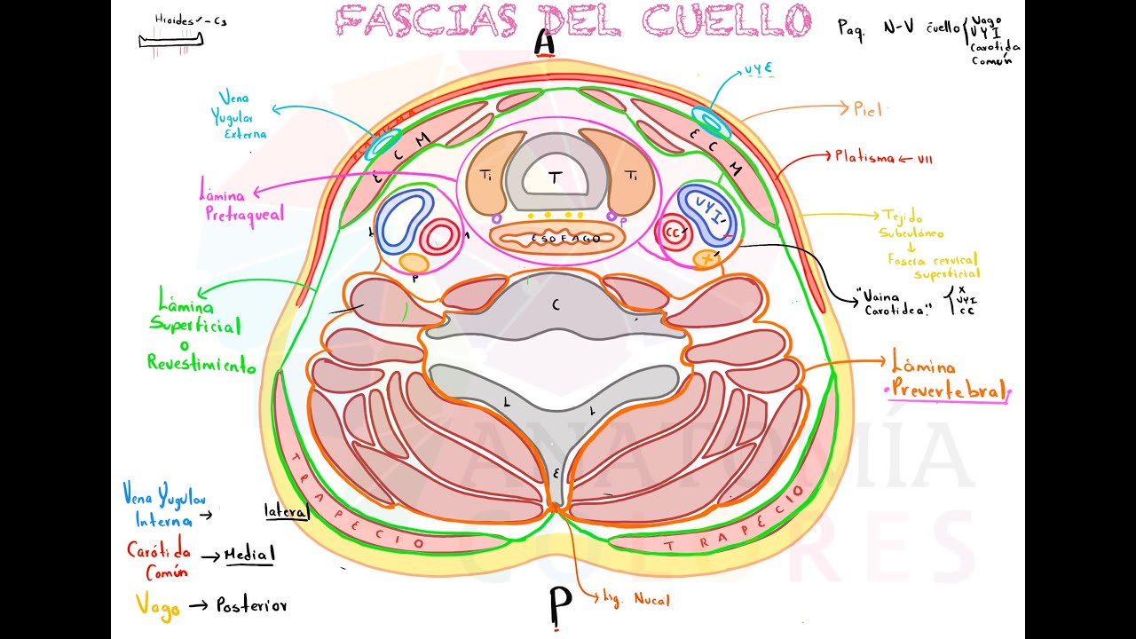 Fascias del cuello