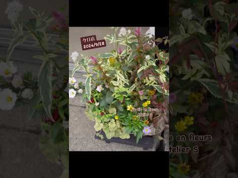 自然の池とその岸辺の湿地植物