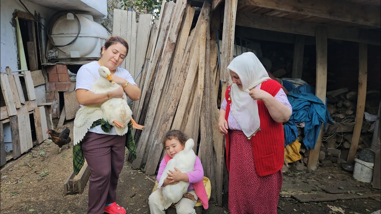 ‼️CANLARIMI ÇOK ÖZLEDİM ONLARLA HASRET GİDERDİM ‼️❤️