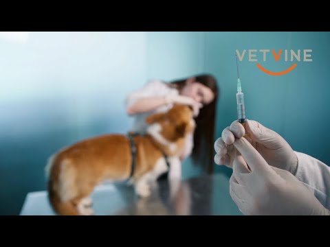 Dog and cats with autoimmune disease - To vaccinate or not?