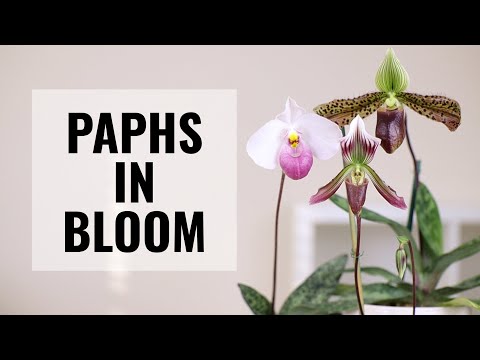 , title : 'What's in Bloom? Paphiopedilums and Miltoniopsis - February 2021 Orchid Update'