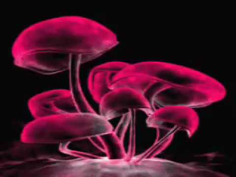 Infected Mushroom - Cat On Mushrooms.flv