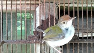 Download lagu Suara Prenjak Ceng Prenjak Lumut Gacor Untuk Masteran dan Pikat mp3