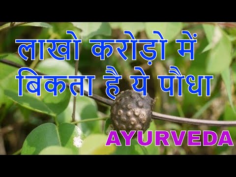 varahikand benefits in ayurveda/वाराहीकन्द Video