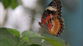 Bob Baldwin   Butterfly