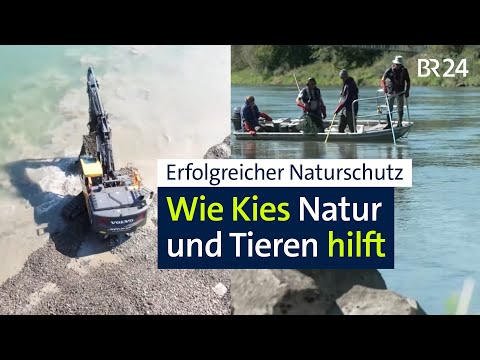 Naturschutz: Wie Kies die Iller lebendig hält | Abendschau | BR24