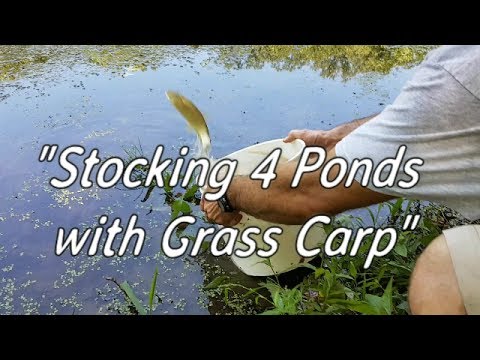 Stocking 4 Ponds with Grass Carp! Video