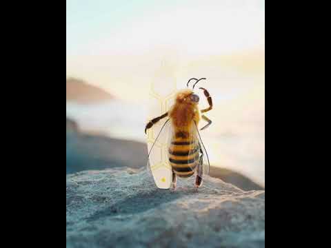 Пчеловодство. Фото-коллаж. Жизнь пчёл в картинках.The life of bees in pictures. #Beekeeping #Пчелы