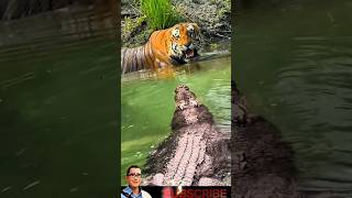 Download lagu Harimau vs Buaya: Auman Harimau Menghalau Buaya. #animals #crocodile #tiger #shortvideo mp3 Download lagu Harimau vs Buaya: Auman Harimau Menghalau Buaya. #animals #crocodile #tiger #shortvideo mp3