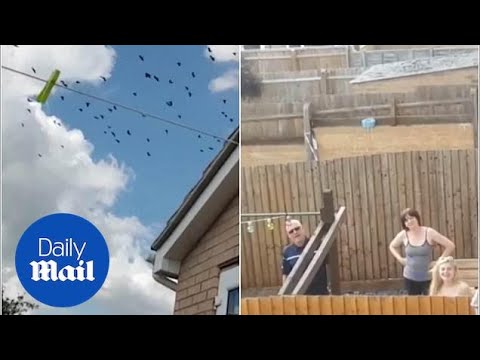 Prankster winds up 'angry' neighbour with hilarious crows joke