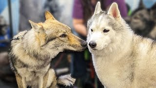 Did My Husky Make Friends With a WOLF?