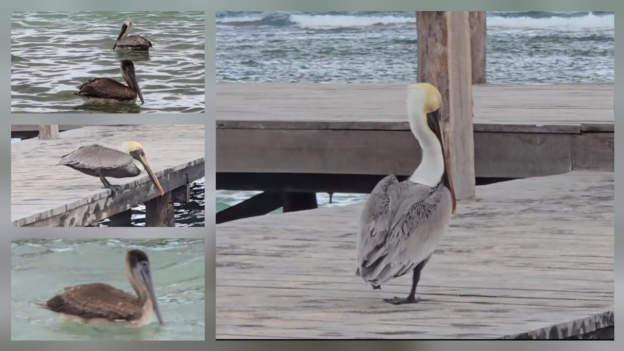 Brown Pelican 🏝 | Amazing Pelican Flying and Catching Fish in 🏖 Mexico | February 8, 2026