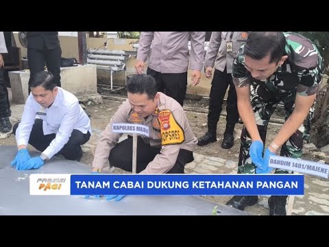 KAPOLRES MAJENE TANAM CABAI DUKUNG KETAHANAN PANGAN