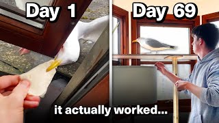 Feeding My Pet Seagull for 69 Days to Gain his Tru