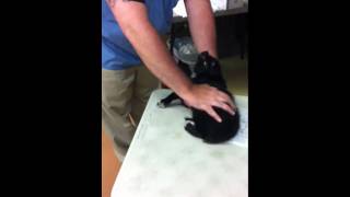 Puppy screaming at the vet