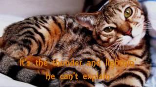 Michael Franks   Tiger In The Rain