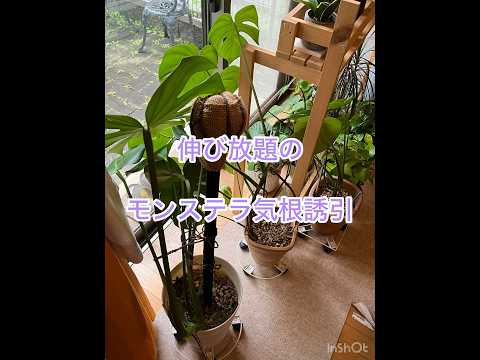 翡翠の木の気根？あなたの植物はあなたに何を伝えようとしているのでしょうか？  庭園