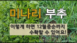 미나리 부추 이렇게 하면 12월 중순까지 수확할 수 있어요! #11월에 미나리 가꾸기 # 11월 부추 잘 가…