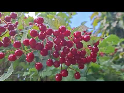 The other side of the coral guelder rose. Melarosa # 189