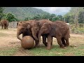 Top Ten Baby Elephants At Play 2024 ElephantNews