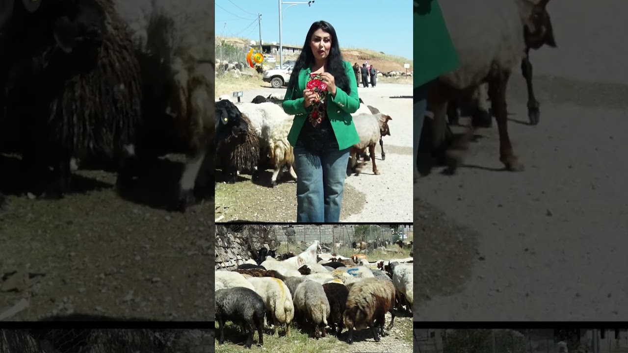 ڤیدیۆ | لە شاری هەڵەبجە تاوەکوو ئێستا مەیدانێکی هەمیشەیی بۆ فرۆشتن و قوربانیکردنی ئاژەڵ نییە