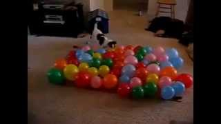 DOG vs. BALLOONS