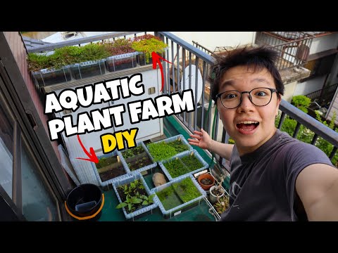 My DIY AQUATIC PLANT FARM!!