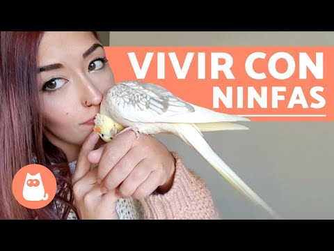 download lagu mp3 mp4 Ninfa, download lagu Ninfa gratis, unduh video klip Ninfa