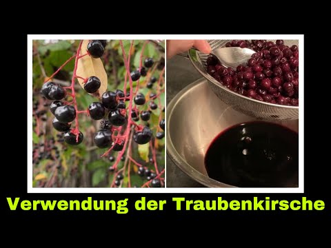 Saft aus der spätblühenden Traubenkirsche | Selbstversorgung: Wildobst Fruchtsaft Rezept