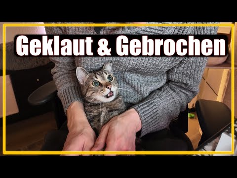 The cat is lying to my face 😹