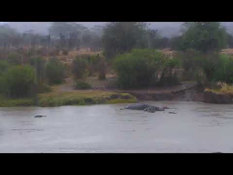 African Animals - Watering Hole Cam 03-03-2018 22:30:31 - 23:30:31