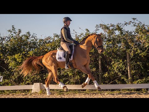Horse for Sale |  Piro Free sportive LusoWarmblood by Foundation (REF#821)