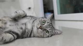 Download lagu MENGENAL JENIS KUCING AMERICAN SHORTHAIR, Si lucu yang gemar berburu. mp3