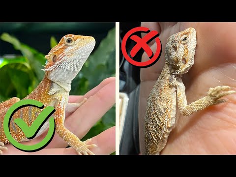 How to Pick a Healthy Bearded Dragon
