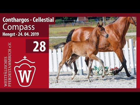28 Compass Hengst v. Conthargos - Cellestial
