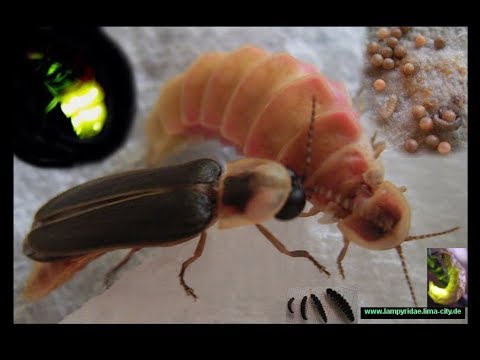 download lagu mp3 mp4 How To Encourage Fireflies, download lagu How To Encourage Fireflies gratis, unduh video klip How To Encourage Fireflies