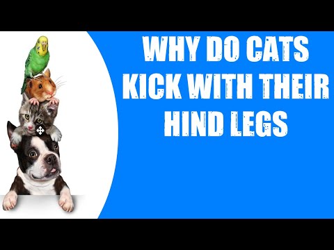 WHY DO CATS KICK WITH THEIR HIND LEGS