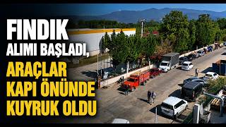  Fındık Alımı Başladı, Araçlar Kapı Önünde Kuyruk Oldu