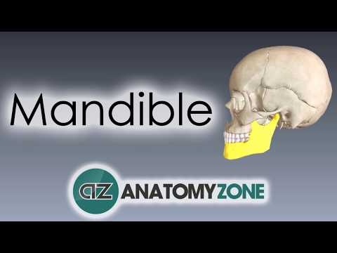 Mandible | Skull Anatomy