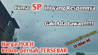 Download lagu Suara walet SP paling respon yang pernah saya temui mp3
